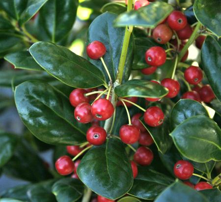 ilex-cornuta-burfordii-chinese-holly-horned-holly-burford-holly