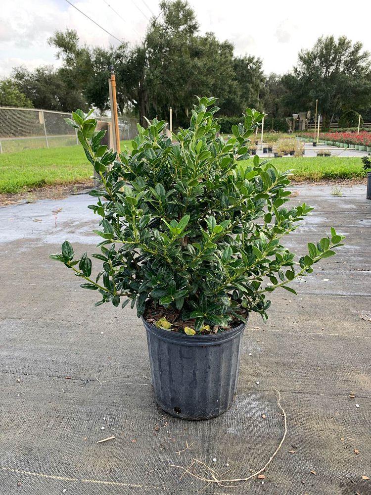 ilex-cornuta-burfordii-chinese-holly-horned-holly-burford-holly