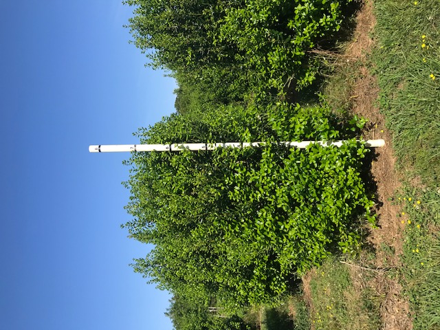 ilex-cornuta-burfordii-chinese-holly-horned-holly-burford-holly