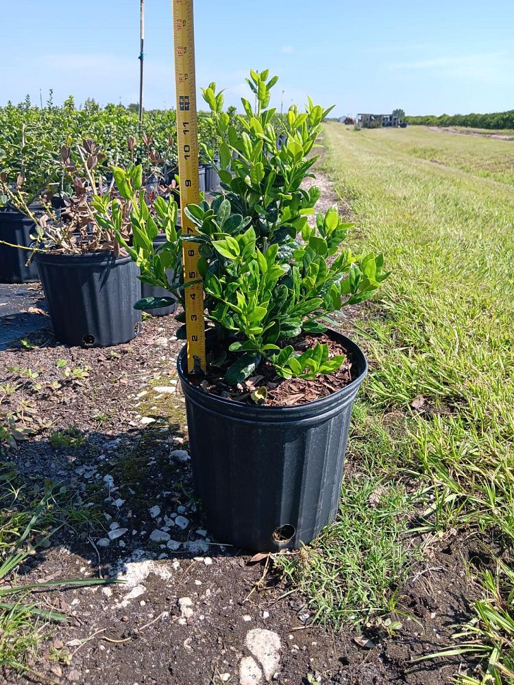 ilex-cornuta-burfordii-chinese-holly-horned-holly-burford-holly