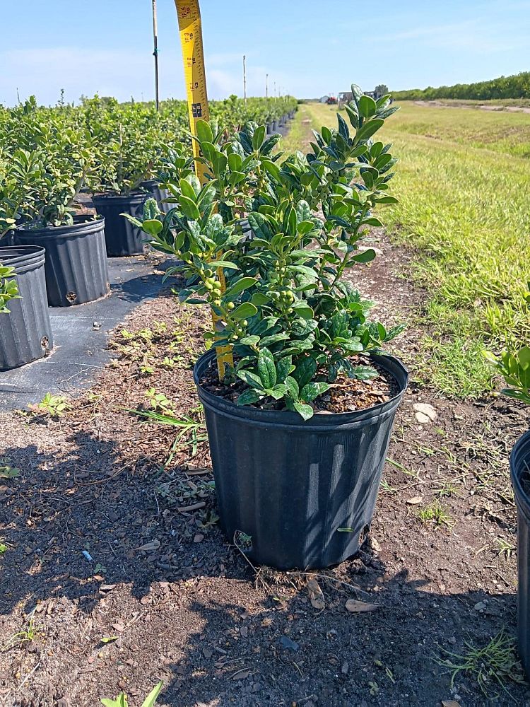 ilex-cornuta-burfordii-chinese-holly-horned-holly-burford-holly