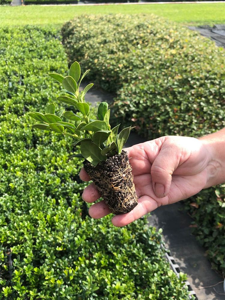 ilex-cornuta-burfordii-chinese-holly-horned-holly-burford-holly