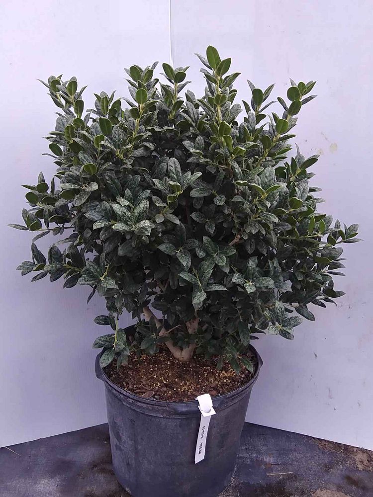 ilex-cornuta-burfordii-chinese-holly-horned-holly-burford-holly
