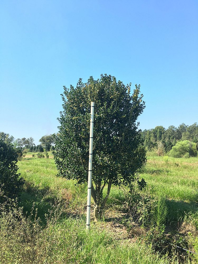 ilex-cornuta-burfordii-chinese-holly-horned-holly-burford-holly