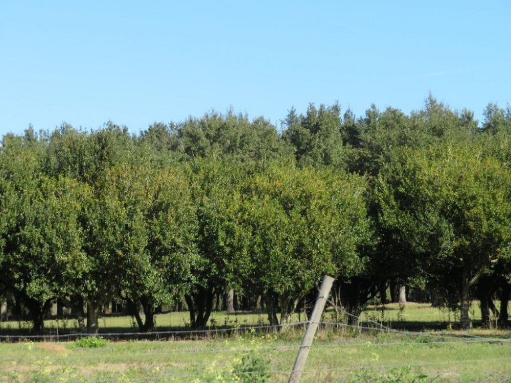 ilex-cornuta-burfordii-chinese-holly-horned-holly-burford-holly