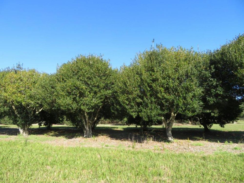 ilex-cornuta-burfordii-chinese-holly-horned-holly-burford-holly