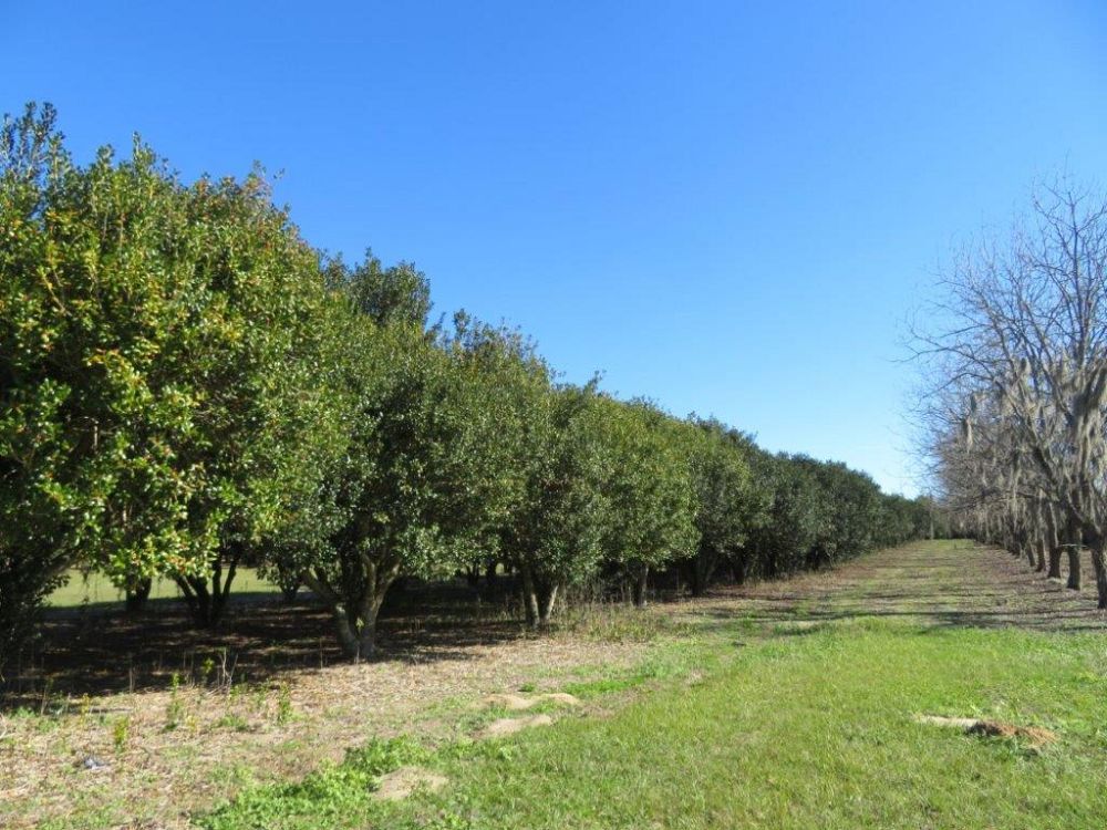 ilex-cornuta-burfordii-chinese-holly-horned-holly-burford-holly