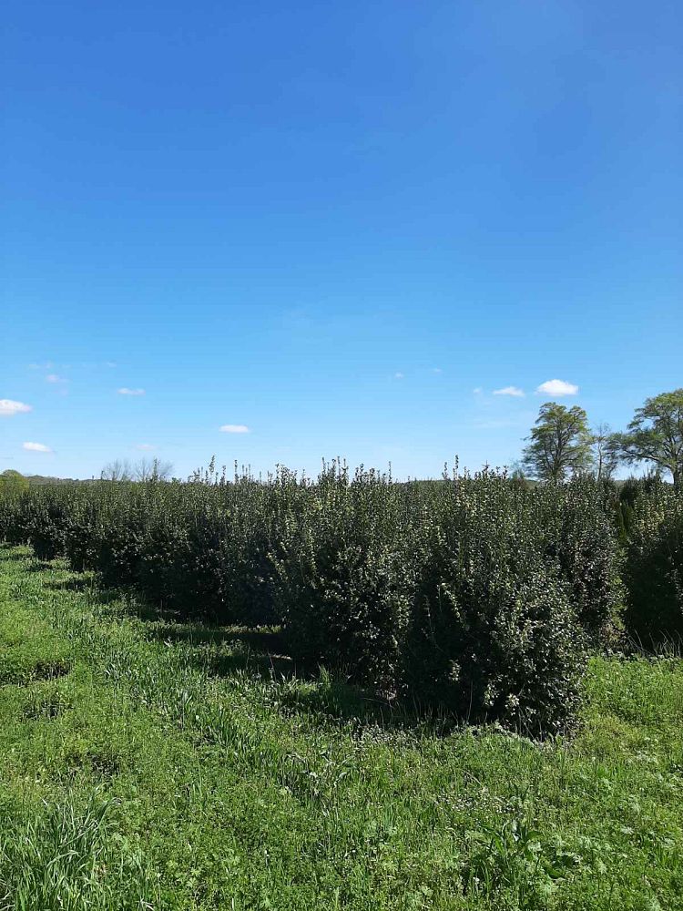 ilex-cornuta-burfordii-chinese-holly-horned-holly-burford-holly