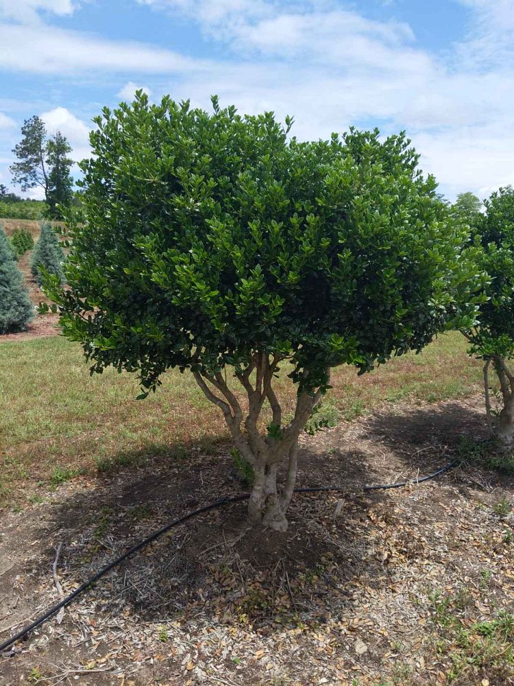 ilex-cornuta-burfordii-chinese-holly-horned-holly-burford-holly