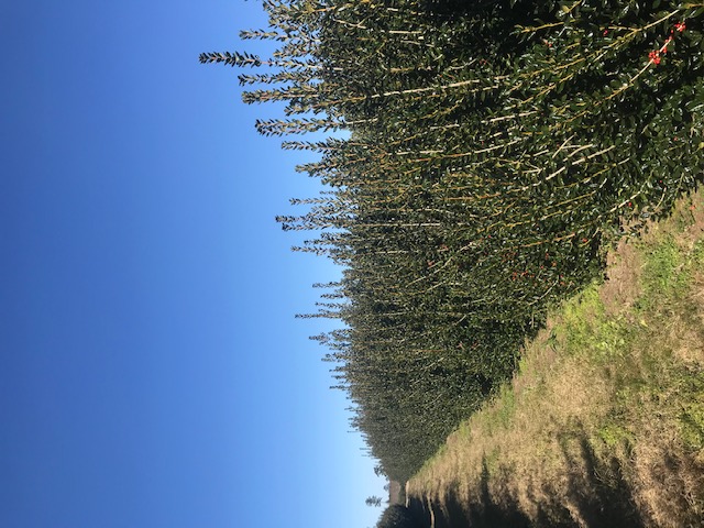 ilex-cornuta-burfordii-chinese-holly-horned-holly-burford-holly