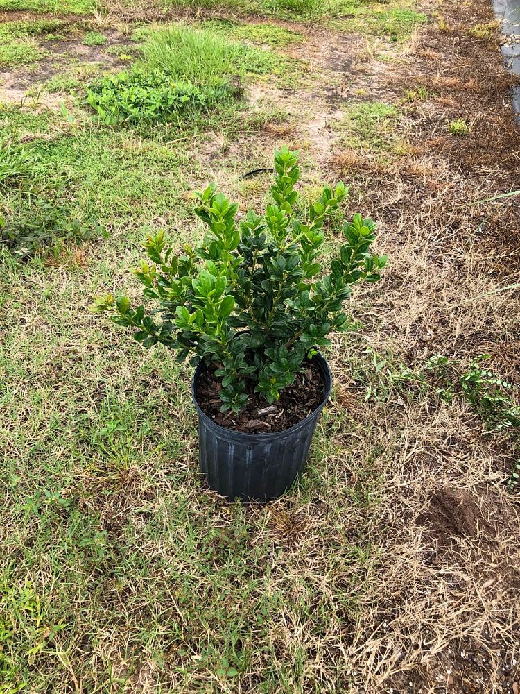 ilex-cornuta-burfordii-chinese-holly-horned-holly-burford-holly