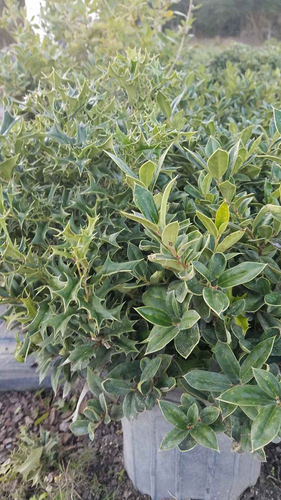 ilex-cornuta-burfordii-chinese-holly-horned-holly-burford-holly