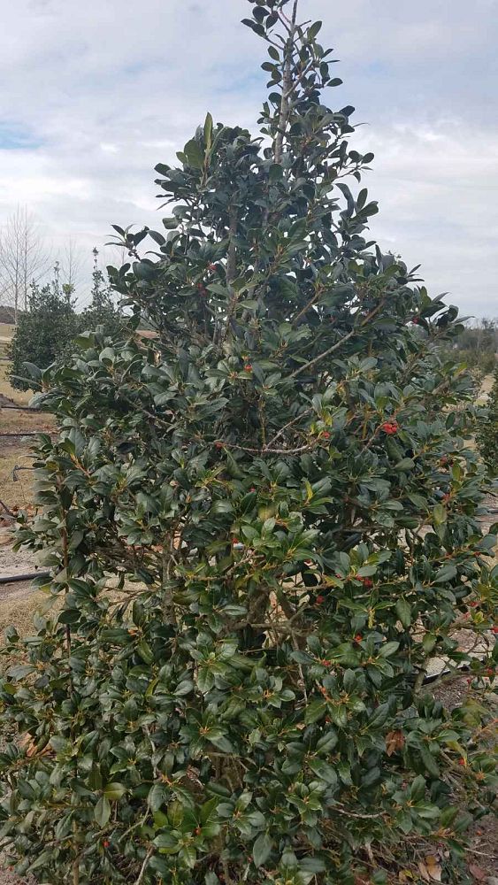 ilex-cornuta-burfordii-chinese-holly-horned-holly-burford-holly