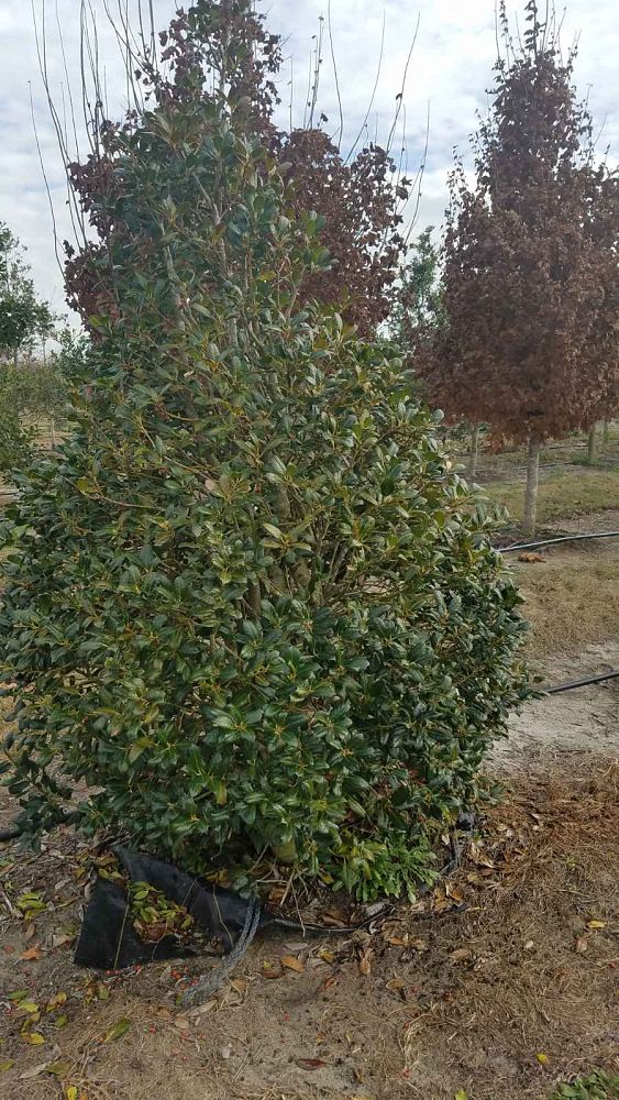 ilex-cornuta-burfordii-chinese-holly-horned-holly-burford-holly