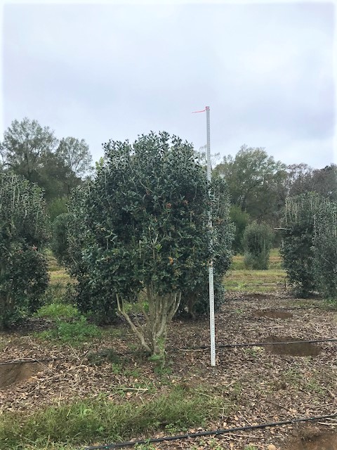 ilex-cornuta-burfordii-chinese-holly-horned-holly-burford-holly