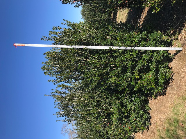 ilex-cornuta-burfordii-chinese-holly-horned-holly-burford-holly