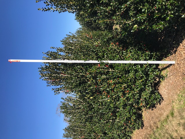 ilex-cornuta-burfordii-chinese-holly-horned-holly-burford-holly