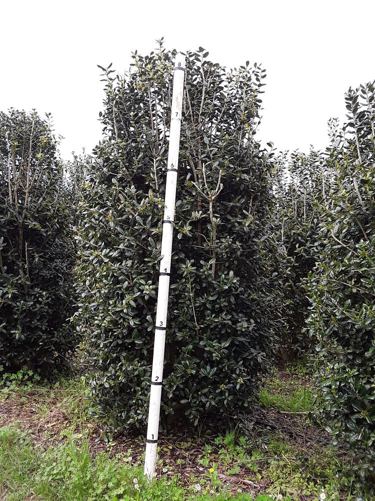 ilex-cornuta-burfordii-chinese-holly-horned-holly-burford-holly