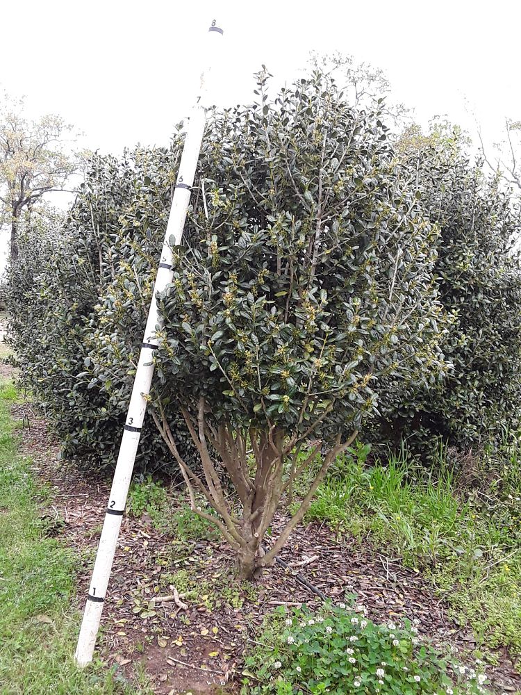 ilex-cornuta-burfordii-chinese-holly-horned-holly-burford-holly