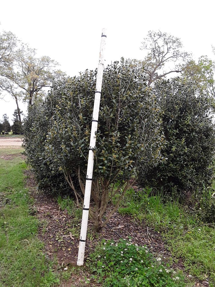 ilex-cornuta-burfordii-chinese-holly-horned-holly-burford-holly