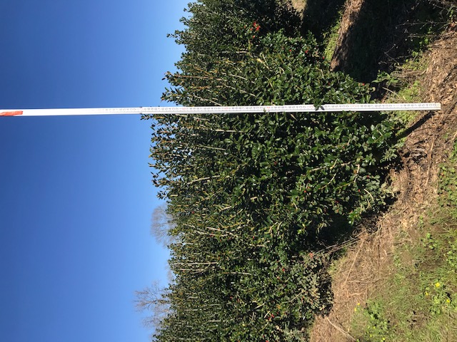 ilex-cornuta-burfordii-chinese-holly-horned-holly-burford-holly