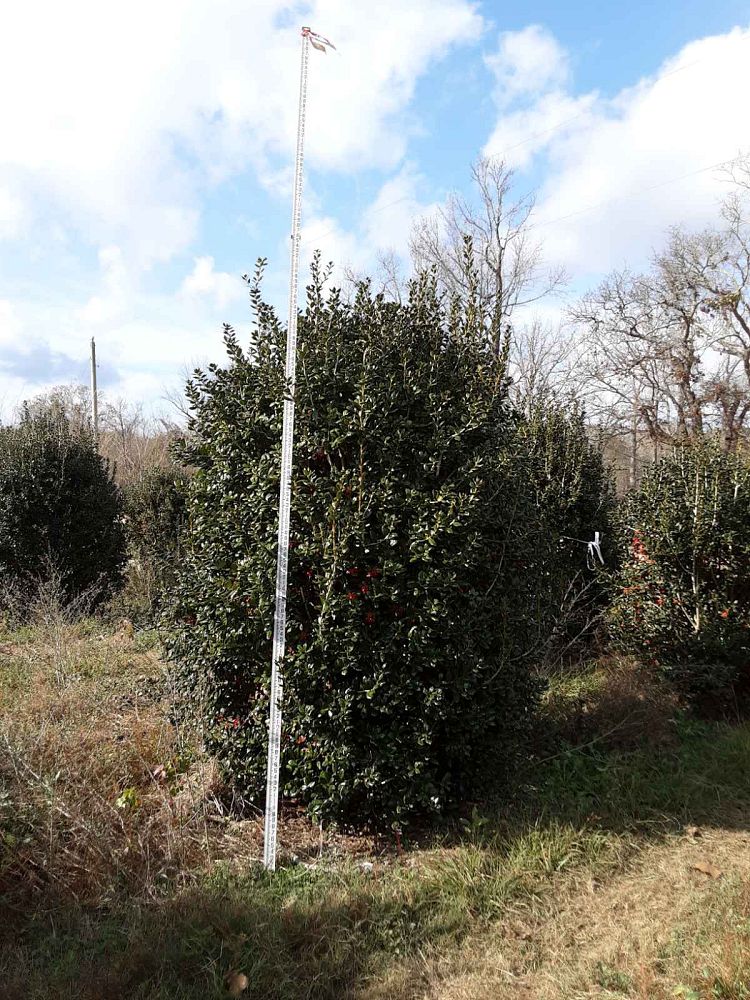 ilex-cornuta-burfordii-chinese-holly-horned-holly-burford-holly
