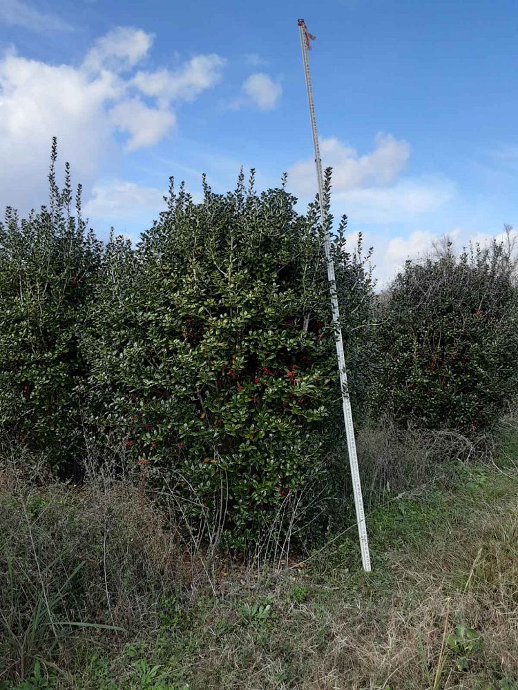 ilex-cornuta-burfordii-chinese-holly-horned-holly-burford-holly