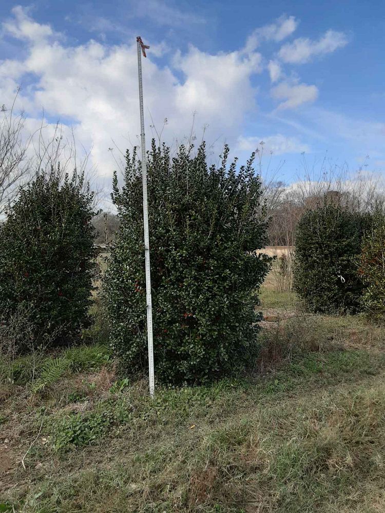 ilex-cornuta-burfordii-chinese-holly-horned-holly-burford-holly