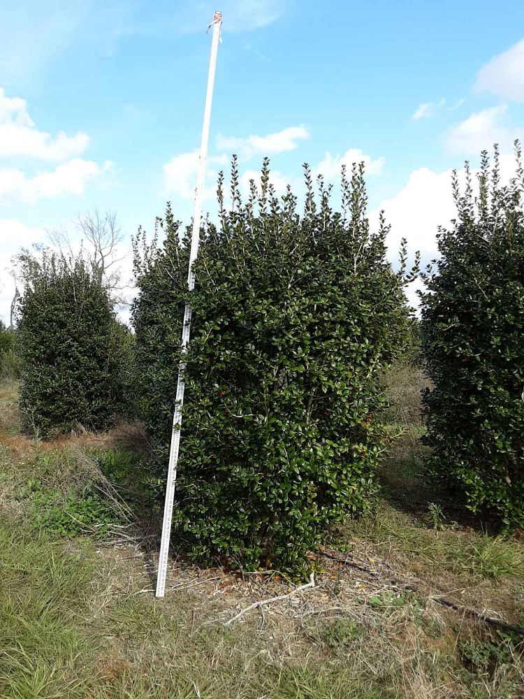 ilex-cornuta-burfordii-chinese-holly-horned-holly-burford-holly