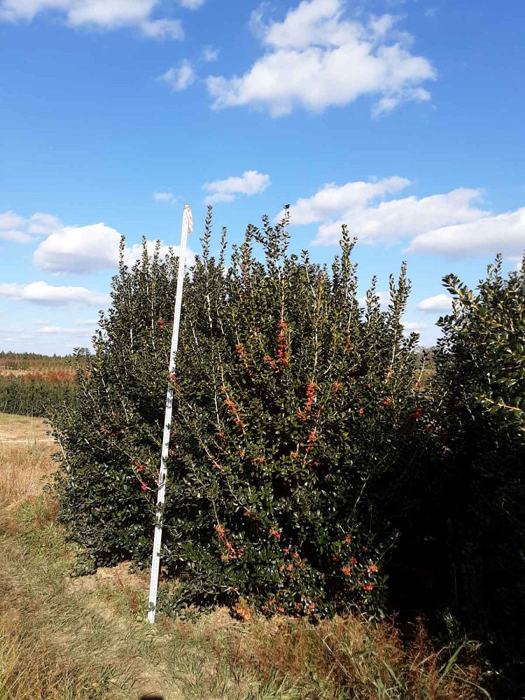 ilex-cornuta-burfordii-chinese-holly-horned-holly-burford-holly