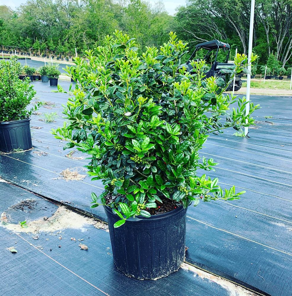 ilex-cornuta-burfordii-chinese-holly-horned-holly-burford-holly