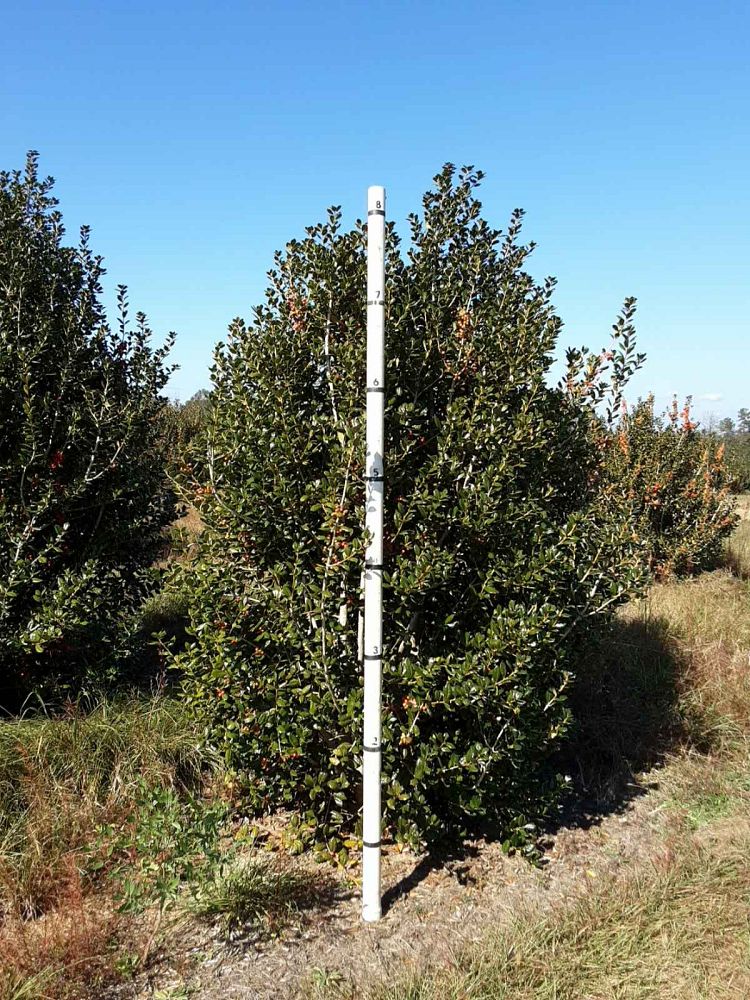 ilex-cornuta-burfordii-chinese-holly-horned-holly-burford-holly
