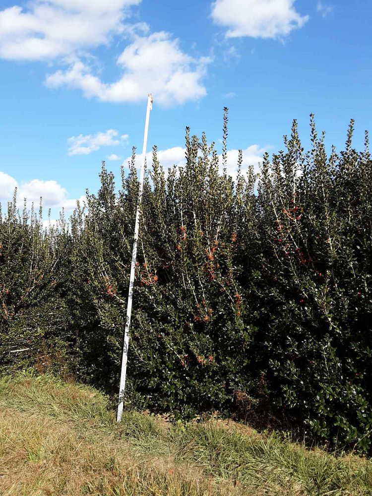 ilex-cornuta-burfordii-chinese-holly-horned-holly-burford-holly