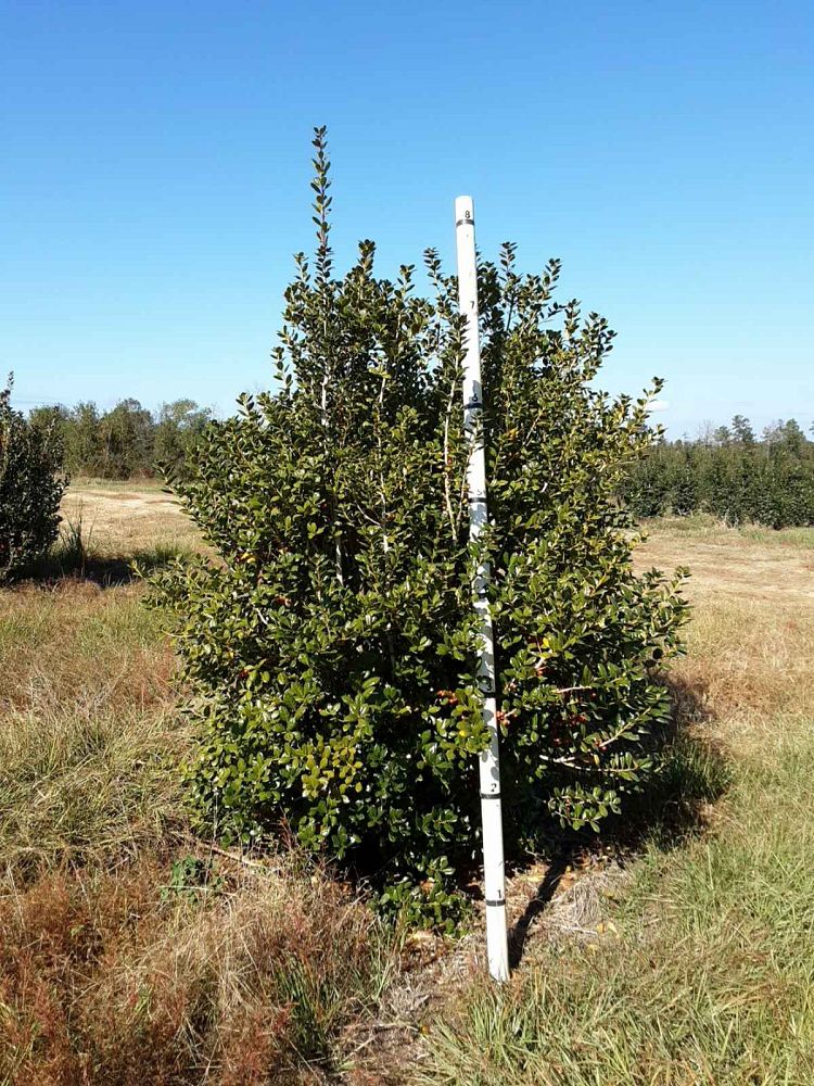 ilex-cornuta-burfordii-chinese-holly-horned-holly-burford-holly