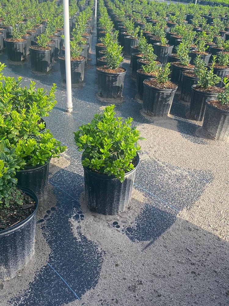 ilex-cornuta-burfordii-chinese-holly-horned-holly-burford-holly