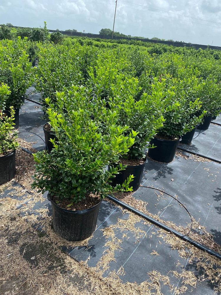 ilex-cornuta-burfordii-chinese-holly-horned-holly-burford-holly