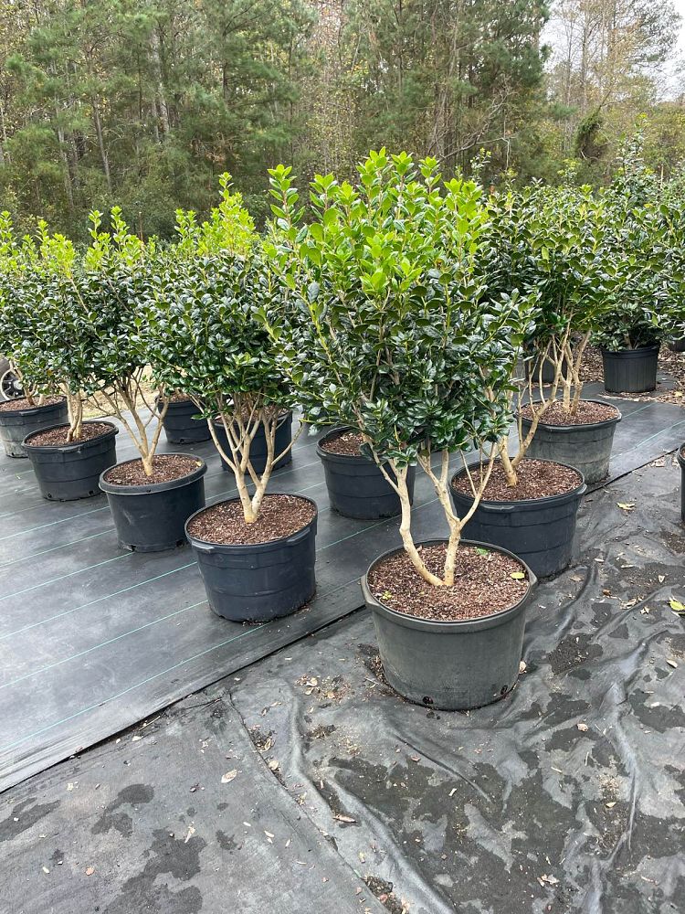 ilex-cornuta-burfordii-chinese-holly-horned-holly-burford-holly