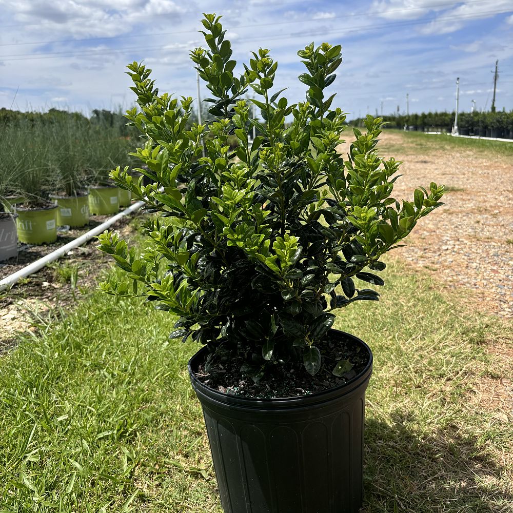 ilex-cornuta-burfordii-chinese-holly-horned-holly-burford-holly
