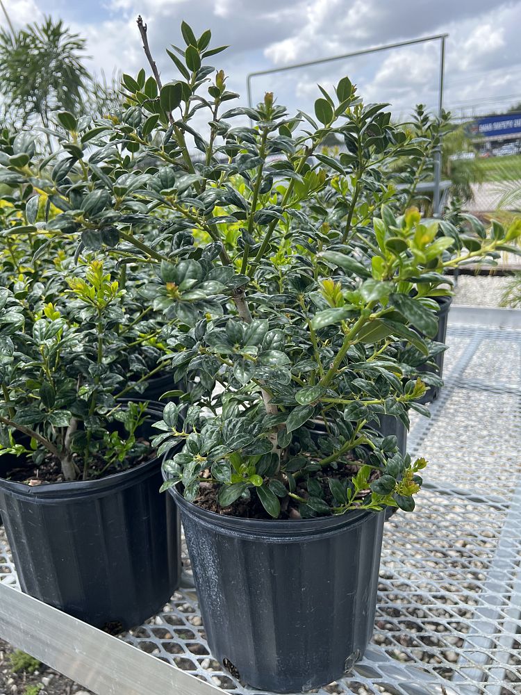 ilex-cornuta-burfordii-chinese-holly-horned-holly-burford-holly
