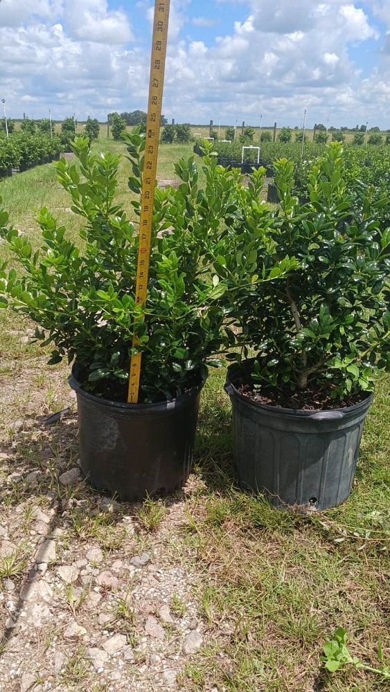 ilex-cornuta-burfordii-chinese-holly-horned-holly-burford-holly