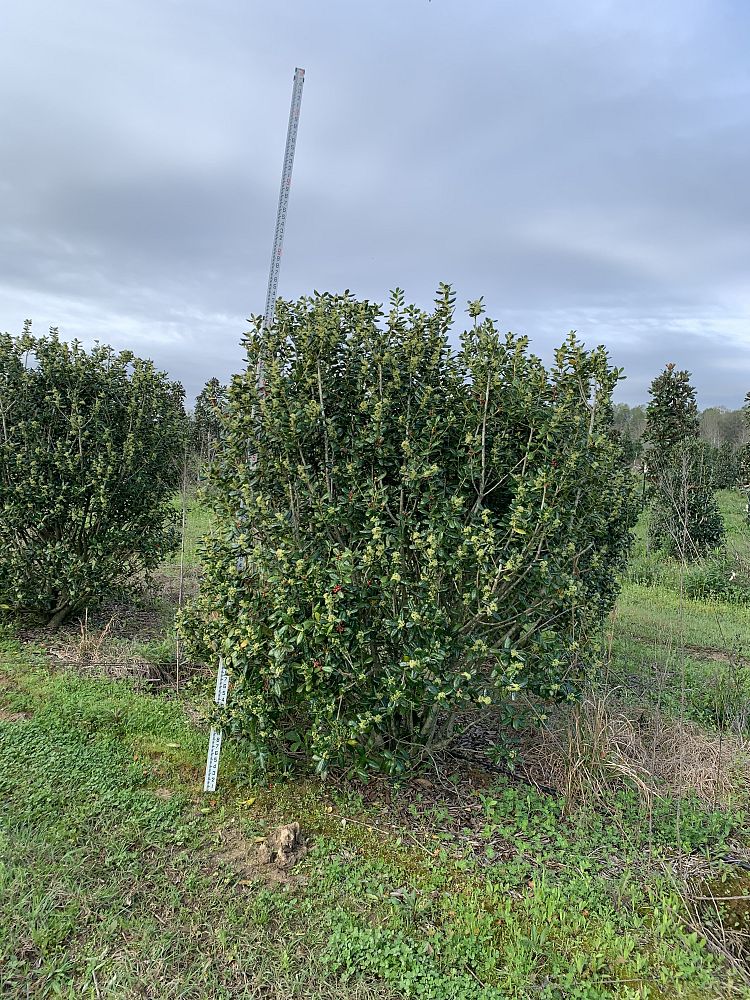 ilex-cornuta-burfordii-chinese-holly-horned-holly-burford-holly