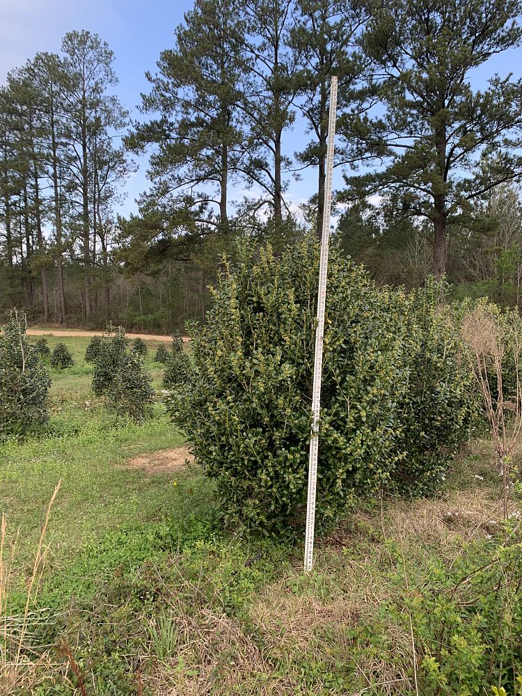 ilex-cornuta-burfordii-chinese-holly-horned-holly-burford-holly