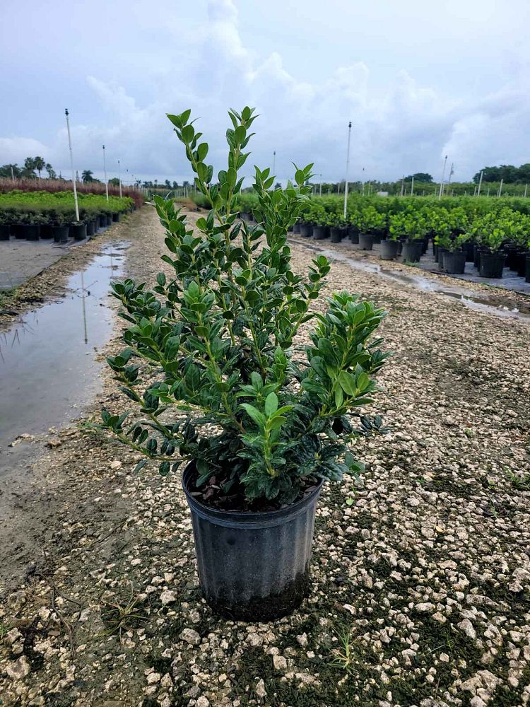 ilex-cornuta-burfordii-chinese-holly-horned-holly-burford-holly