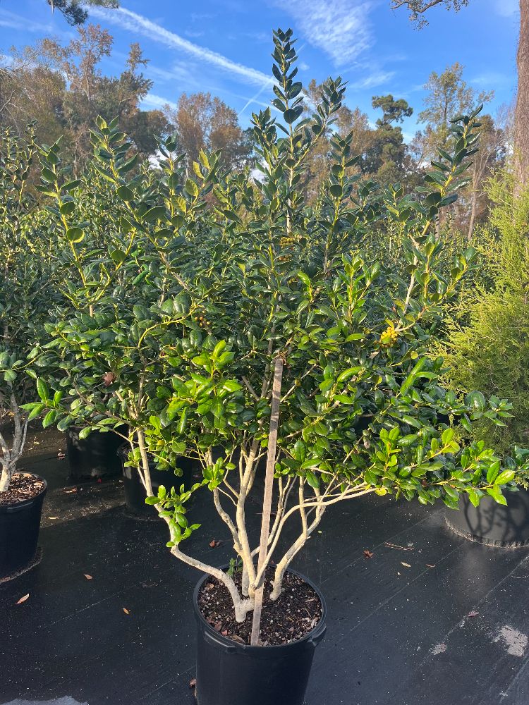 ilex-cornuta-burfordii-chinese-holly-horned-holly-burford-holly