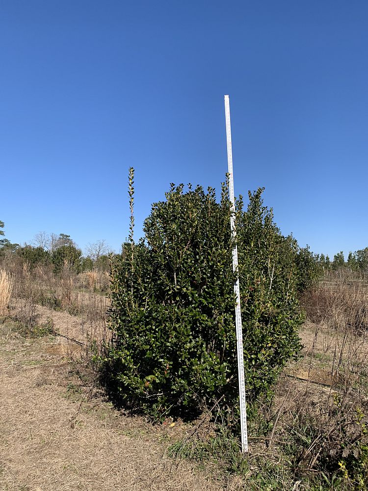 ilex-cornuta-burfordii-chinese-holly-horned-holly-burford-holly
