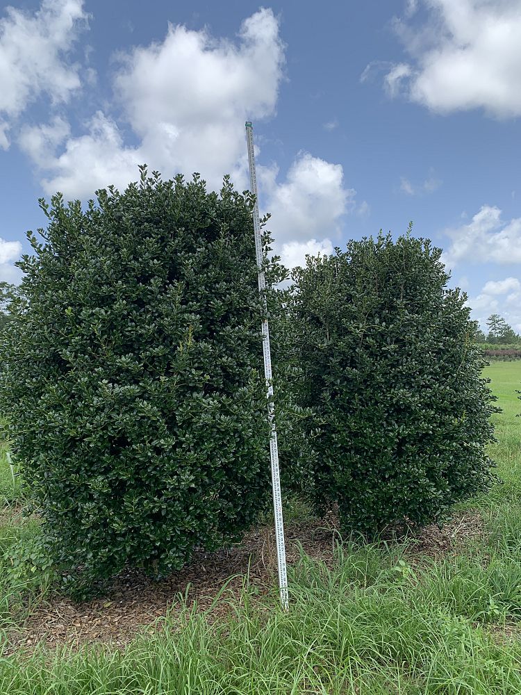 ilex-cornuta-burfordii-chinese-holly-horned-holly-burford-holly