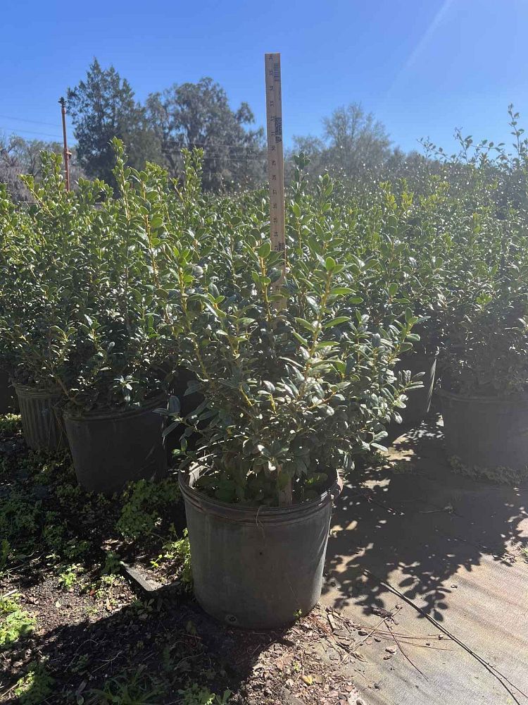 ilex-cornuta-burfordii-chinese-holly-horned-holly-burford-holly