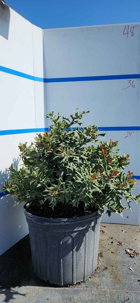 ilex-cornuta-burfordii-chinese-holly-horned-holly-burford-holly