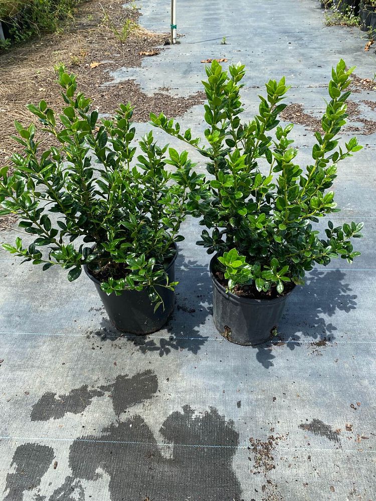 ilex-cornuta-burfordii-chinese-holly-horned-holly-burford-holly