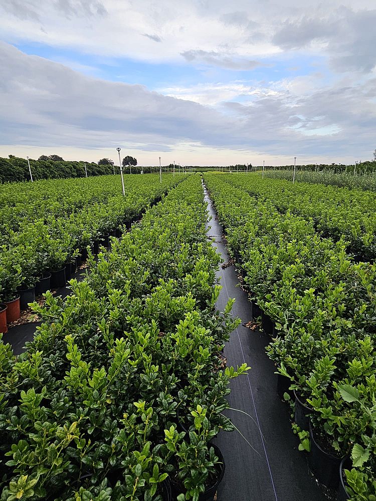 ilex-cornuta-burfordii-chinese-holly-horned-holly-burford-holly